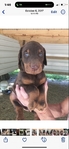 Doberman Puppies for sale