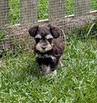 AKC registered miniature schnauzer