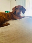 Red Dapple Dachshund