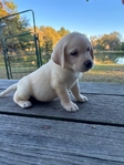Yellow and Black English Labrador Retriever Pups