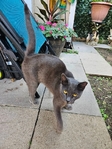 Free Female spayed cat