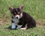 Registered Corgi Male