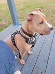 Pitbull Terrier