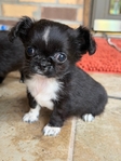 AKC Male Longcoat Applehead Chihuahuas