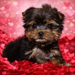 Perfect Valentine Yorkie Female Puppies