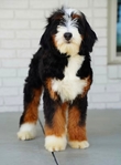 Bernedoodle Guardian Opportunity
