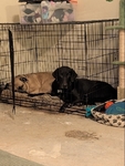 Good well behaved dogs to a good home