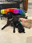 Pug Puppies