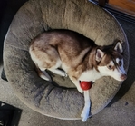 Siberian Husky is available