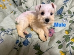CKC Mini Schnauzer Pups $1000