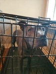 2 year old female blue pit
