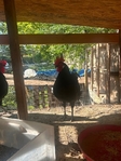 Roosters for sale