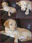 AKC Labrador Retriever