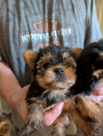 Registered Yorkshire Puppies For Re-Homing