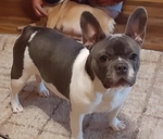 French Bulldog Puppies & French Bulldog Adult