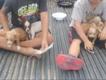 Chihuahua puppies for sale.