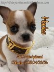 AKC Applehead Smooth Coat Chihuahuaa