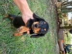 Miniature dachshunds