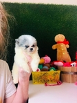 Pomeranian puppies Teddy Bear Poms