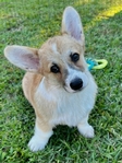 AKC Pembroke Welsh Corgis