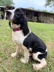 AKC ENGLISH SPRINGER SPANIEL