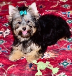 AKC Yorkie Puppies