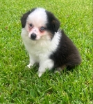 Male Mini-Toy Aussie Puppy