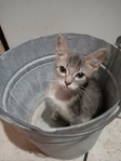 One Grey Kitten Left From Litter