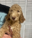 Goldendoodle Puppies