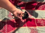 Chiweenies babies