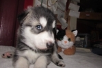 wolf hybrids for sale