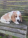 Sweet Beagle Pups