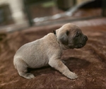 Cane Corso puppies! Taking reserves now!