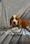 Beagle puppies AKC