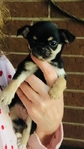 Chihuahua puppies Teacups & Tiny Toys
