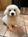 Female Great Pyrenees Puppy