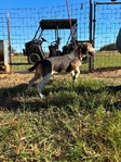 Beagle Male Free