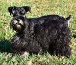 Stunning Black/Silver Male Schnauzer Puppy