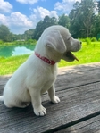 Cream White English Labrador Retriever Puppies