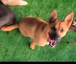 Free German shepherd puppy to good home.