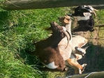 Goats