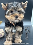 Gorgeous Traditional Female Yorkie Puppu
