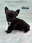 AKC Micr Smooth Coat Male Chihuahua