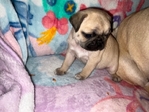 Pug Puppys 2 male