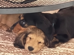 AKC Longhaired Dachshunds - Ready Now