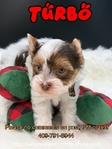 Stunning AKC Male Yorkies