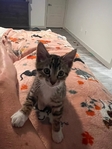 Free male  Tiger striped tabby  kitten❣️
