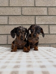 Miniature Dachshund Puppies