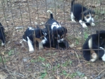 akc beagle puppies
