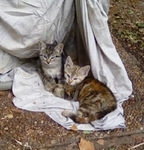 Free Kittens in Port Arthur